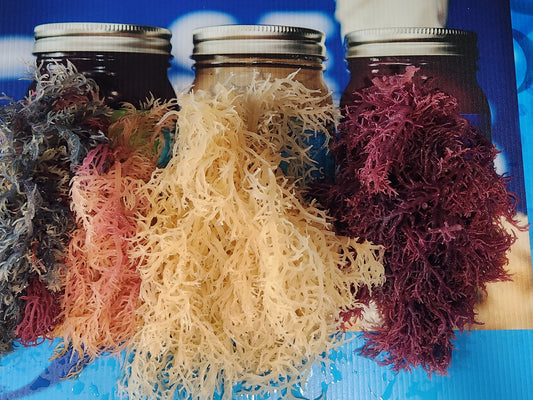 Raw Full Spectrum Sea Moss