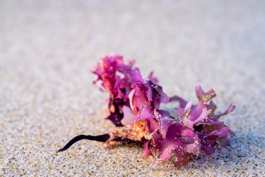 Peruvian Chondrus Crispus Plant Purple