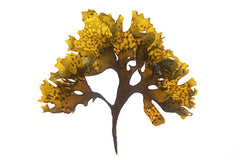 Sea Moss Gel and Strawberries (Chondrus Crispus) – 16 oz