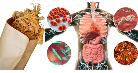 Enhance Your Digestion with Sea Moss Gel: A Comprehensive Guide