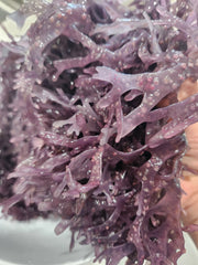Peruvian Chondrus Crispus Plant Purple