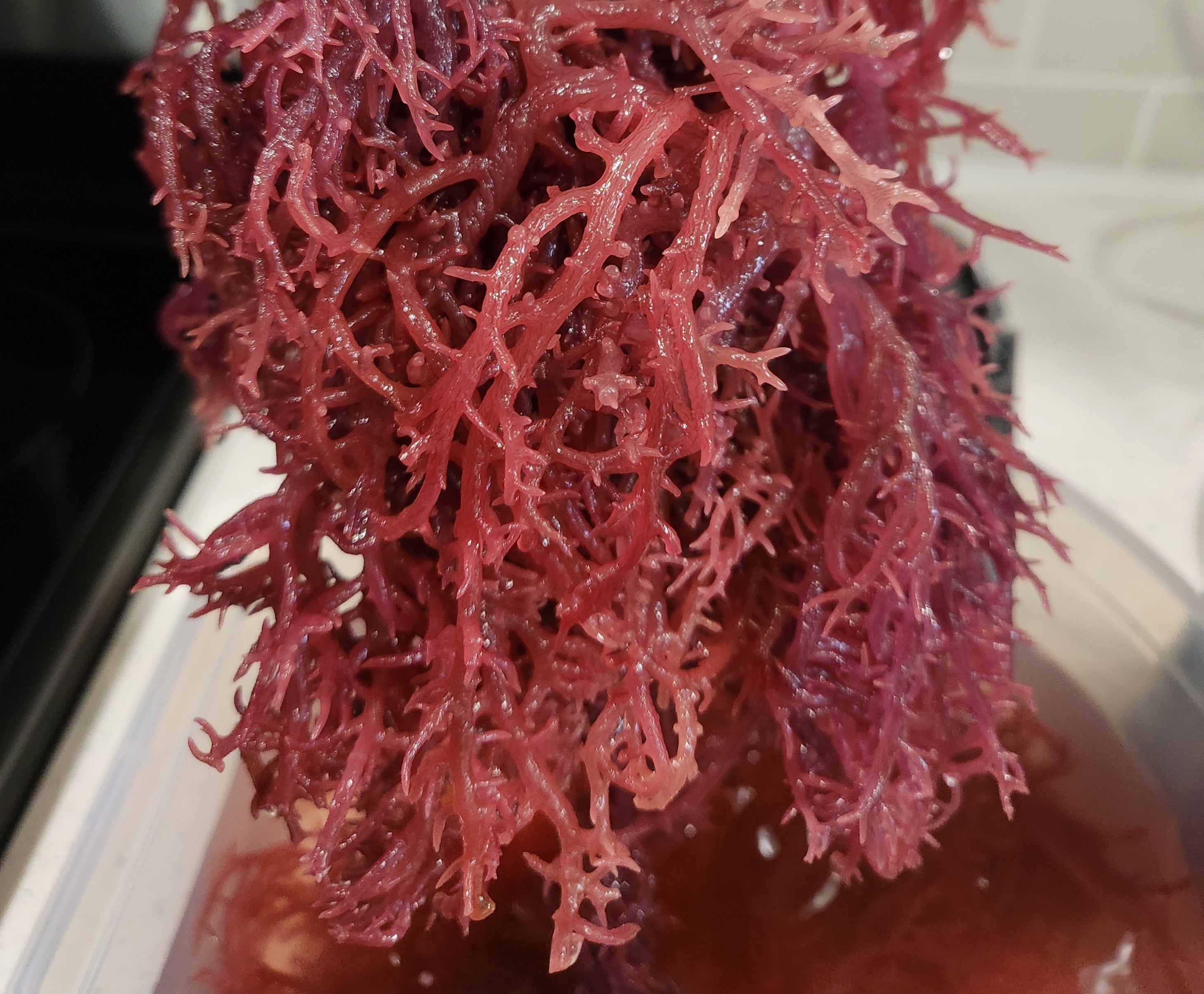 Raw Purple Sea Moss